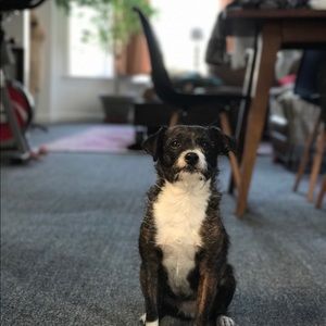 Meet your Posher, Coral